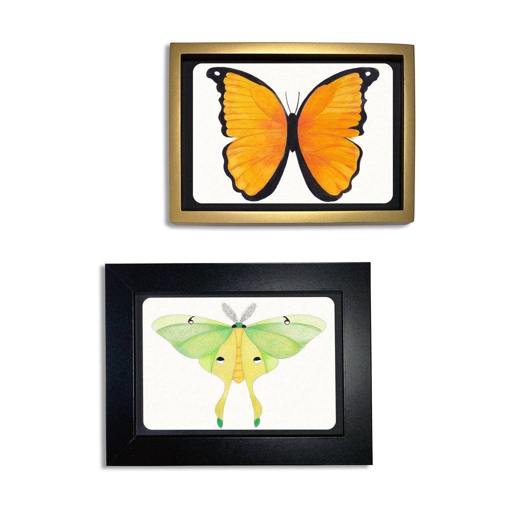 Coloring Postcards w/ 6 Butterfly & Moth Designs (30cards)